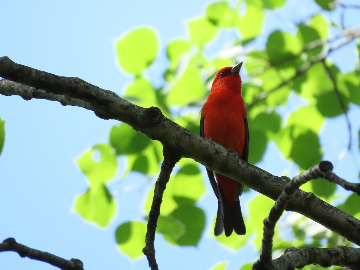 Scarlet Tanager - Tania Mohacsi