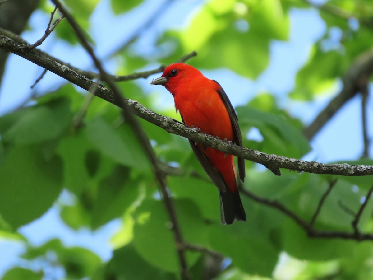 Scarlet Tanager - Tania Mohacsi