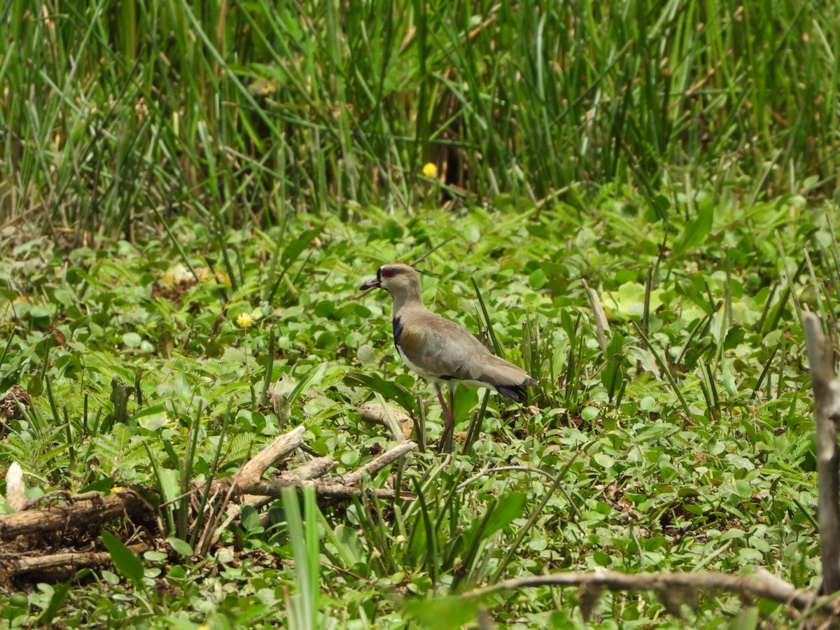 Southern Lapwing - Francisco Contreras @francontreras.80