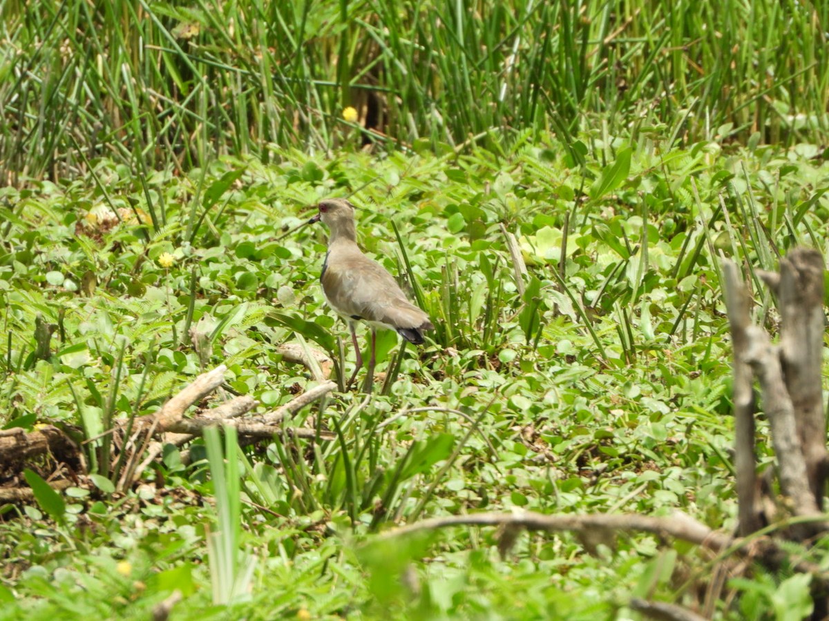 Southern Lapwing - Francisco Contreras @francontreras.80