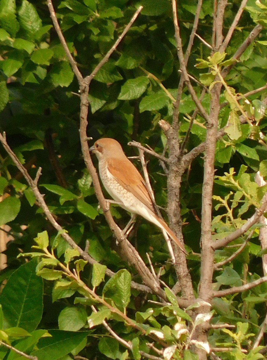 Red-backed Shrike - ML619299042