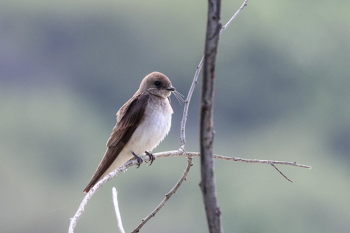 Northern Rough-winged Swallow - Becca Cockrum