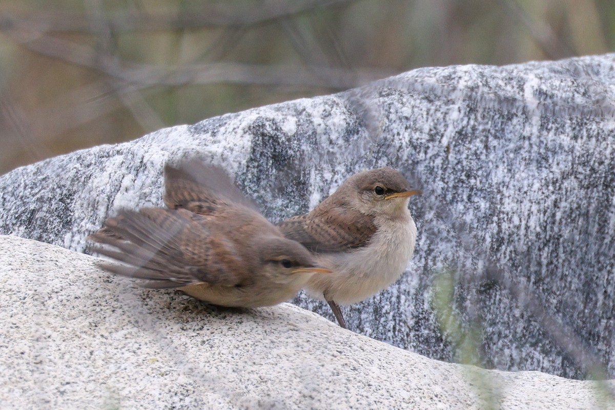 Rock Wren - Becca Cockrum