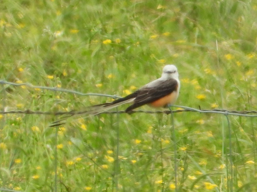 Scissor-tailed Flycatcher - ML619299054