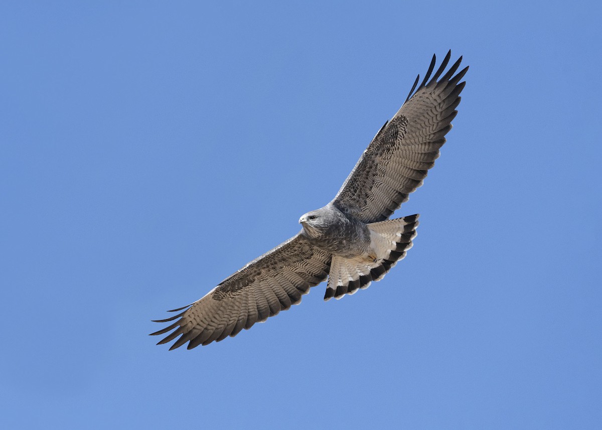 Variable Hawk (Puna) - VERONICA ARAYA GARCIA