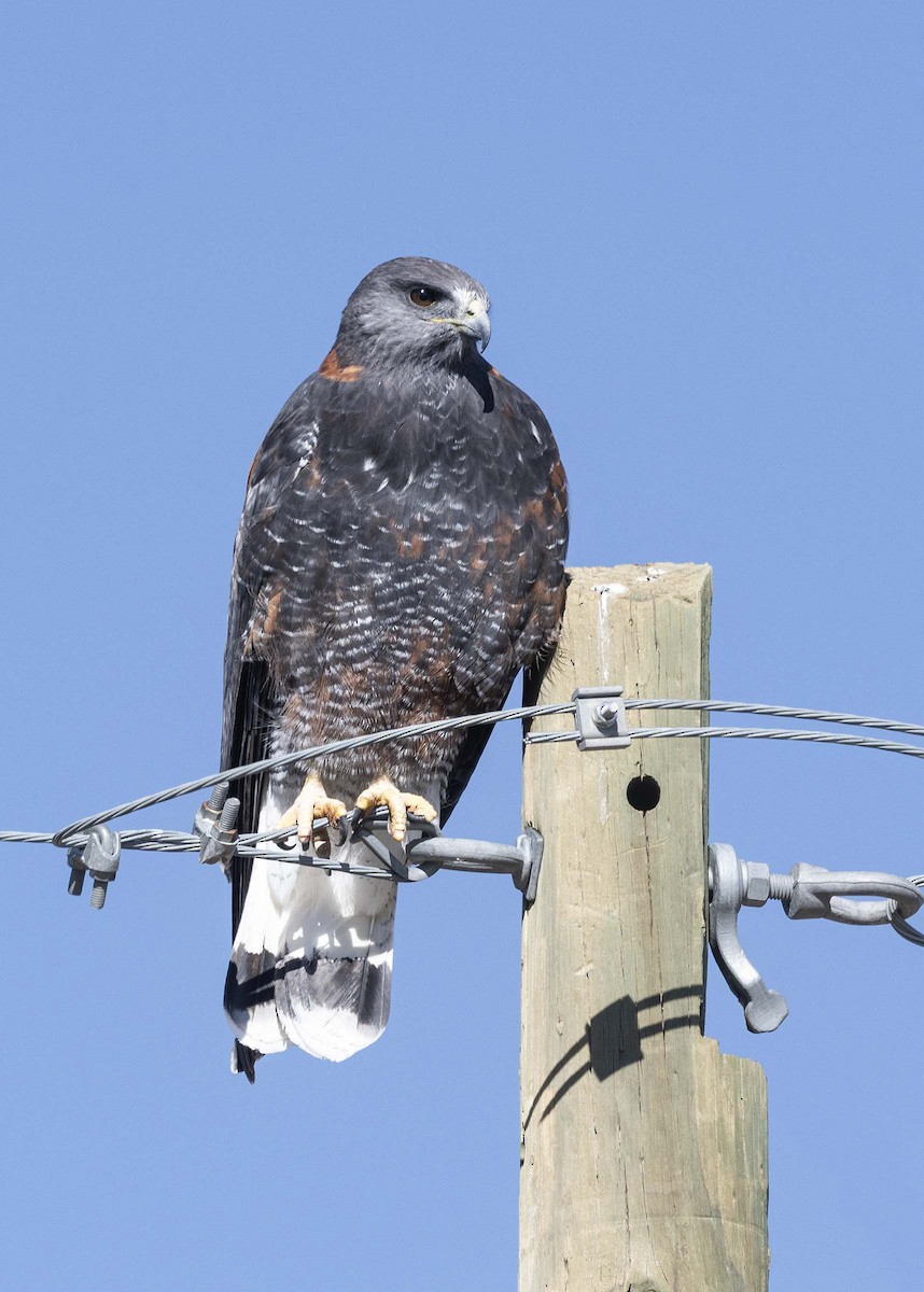 Variable Hawk (Puna) - VERONICA ARAYA GARCIA