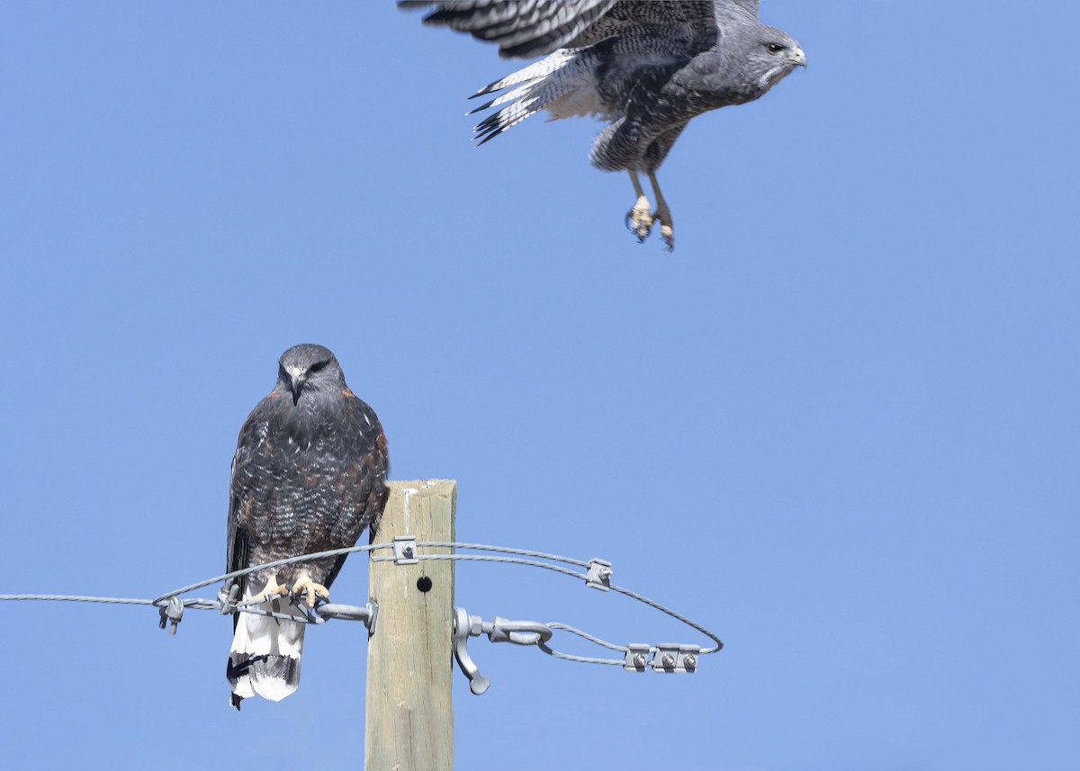 Variable Hawk (Puna) - VERONICA ARAYA GARCIA