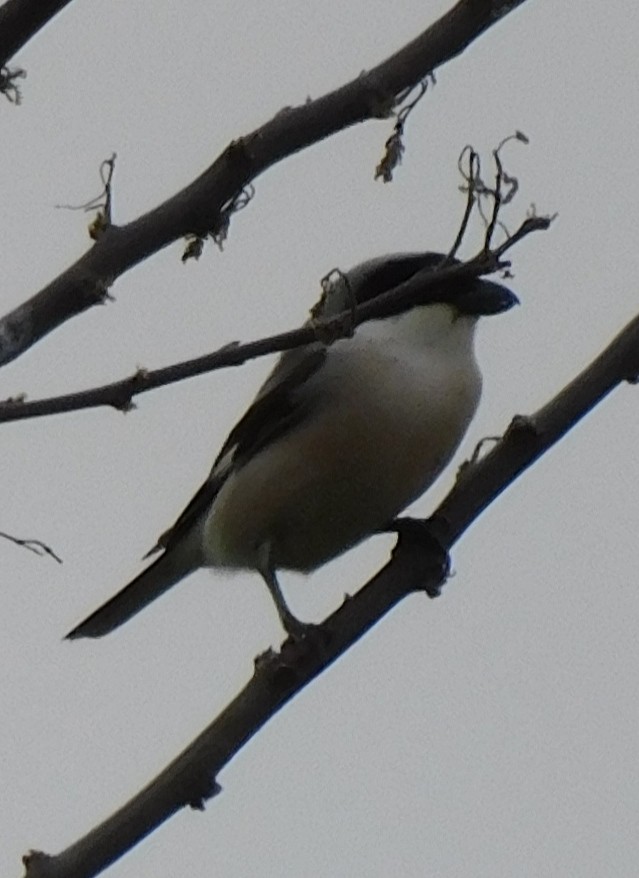 Lesser Gray Shrike - Ivica Grujic