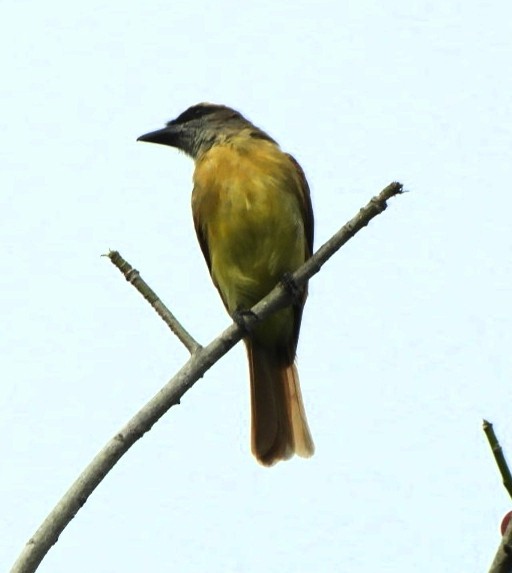 Tropical Kingbird - Jacob Santos