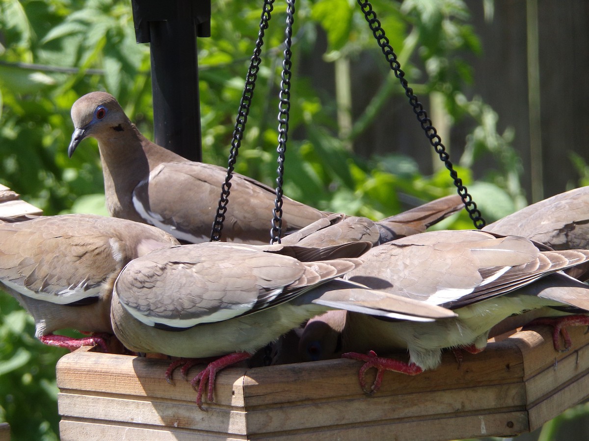 White-winged Dove - Texas Bird Family