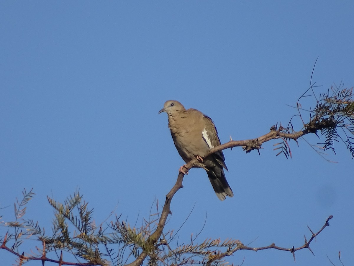 West Peruvian Dove - José Ignacio Catalán Ruiz