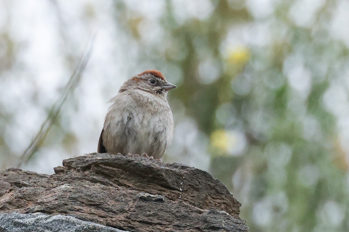 Rufous-crowned Sparrow - Becca Cockrum