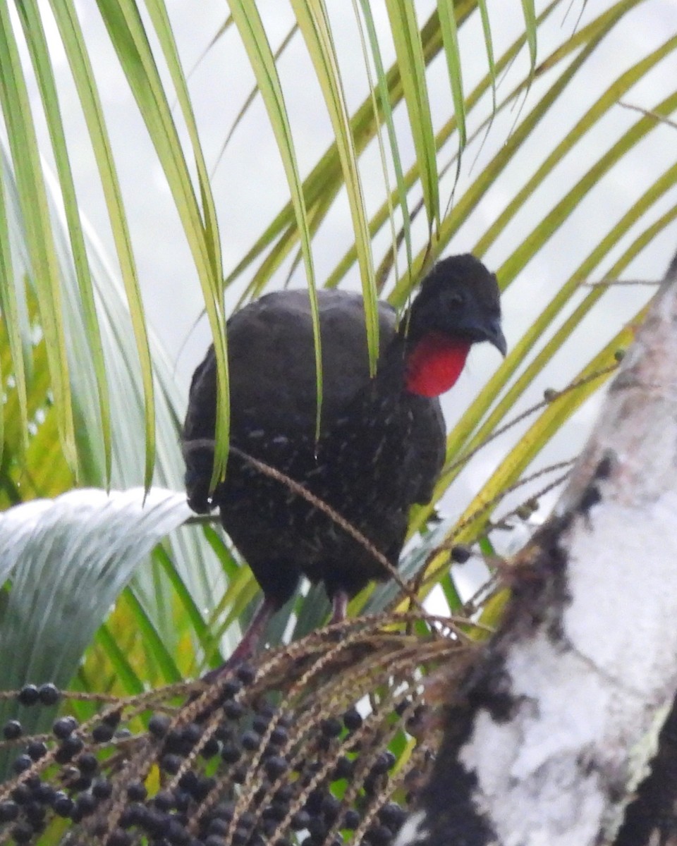 Crested Guan - ML619299090