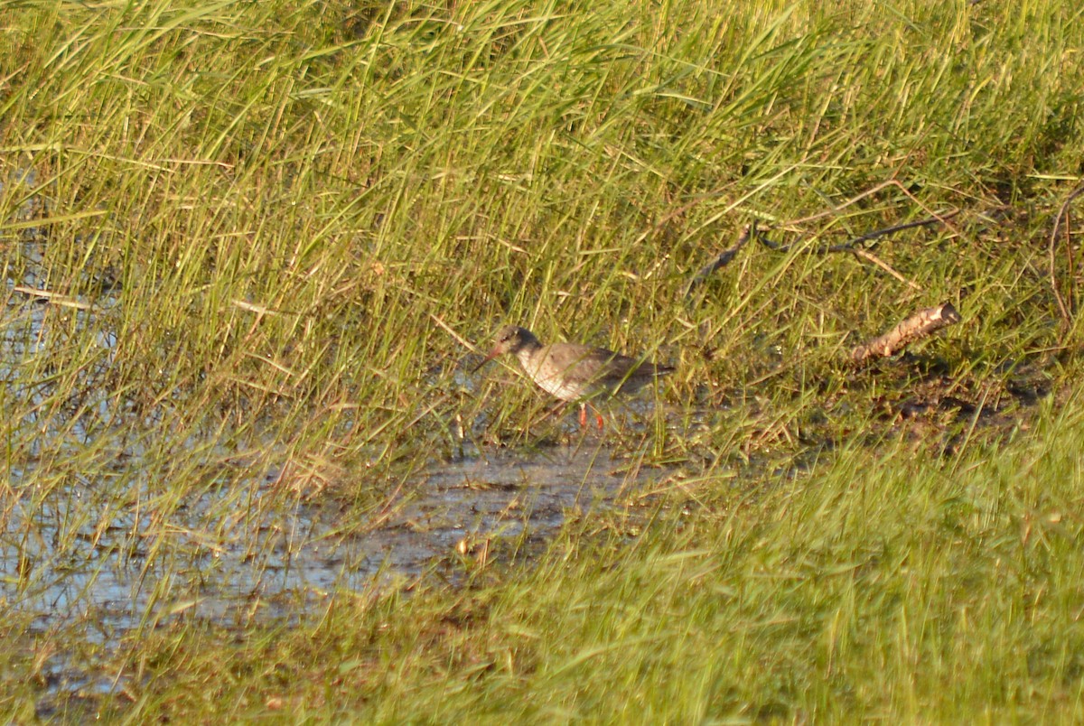 Common Redshank - Oksana Subotko