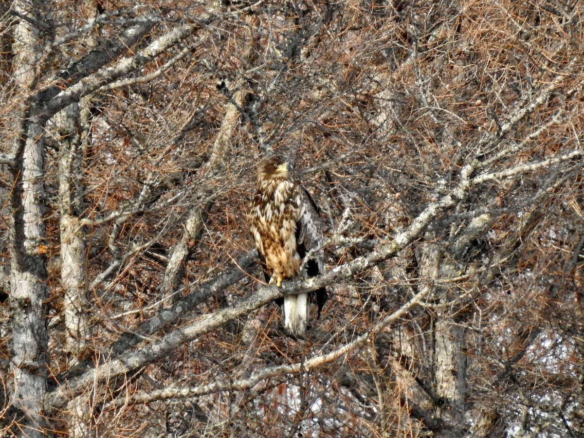 Steller's Sea-Eagle - ML619299095