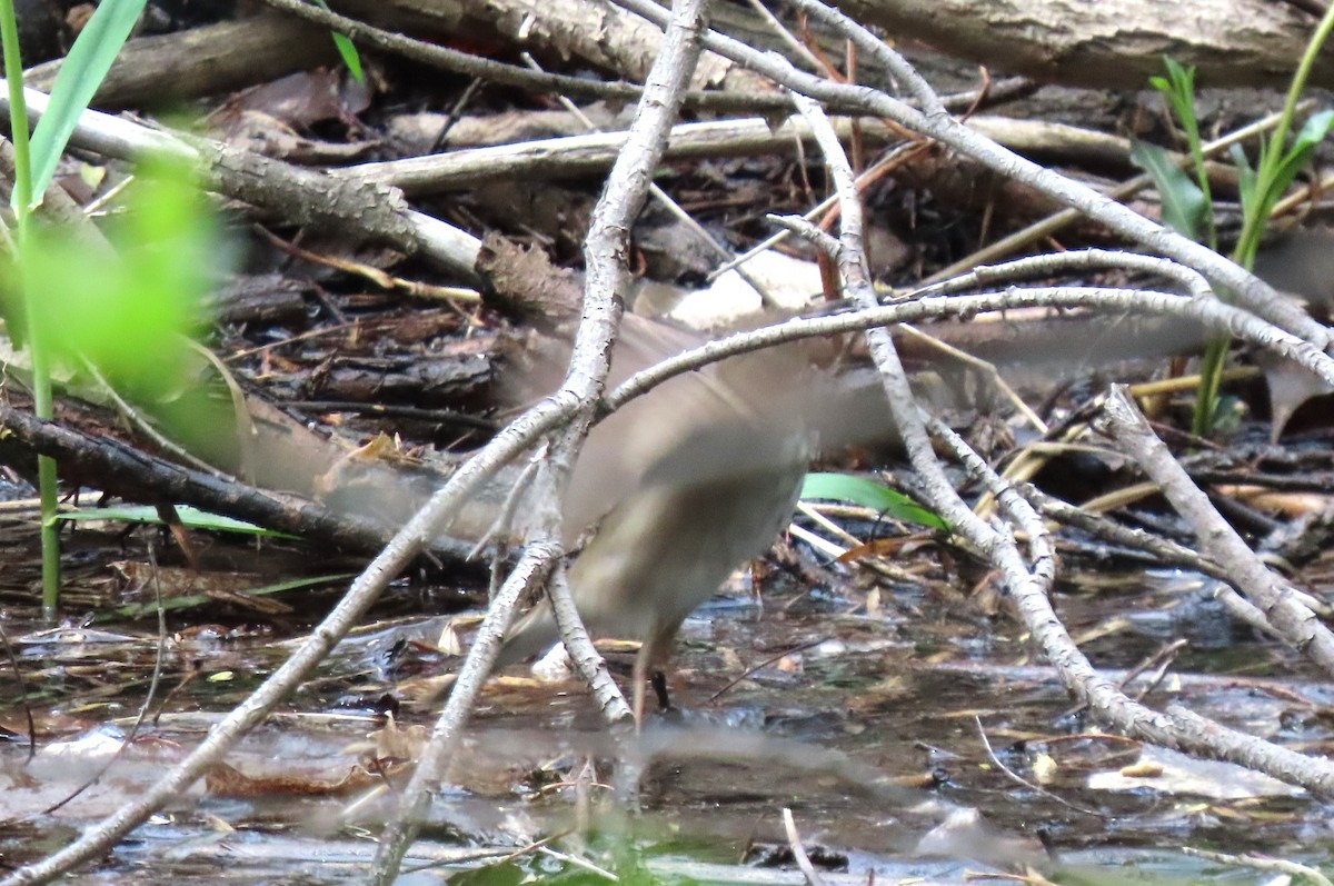 Gray-cheeked Thrush - ML619299099