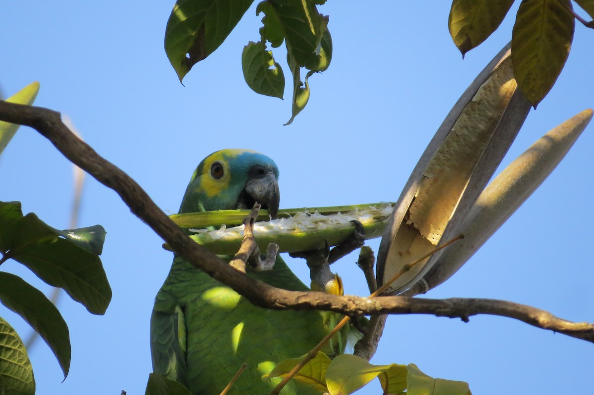 Turquoise-fronted Parrot - ML619299101