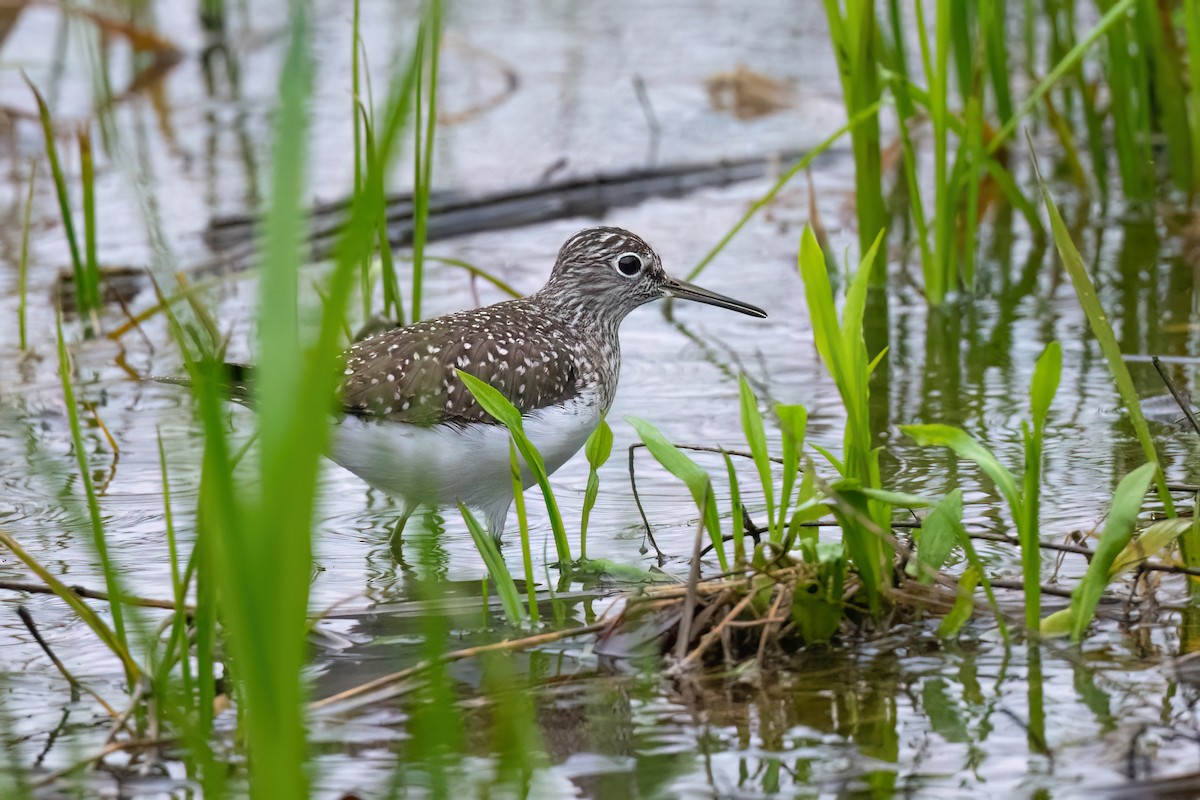 Solitary Sandpiper - Adam Jackson