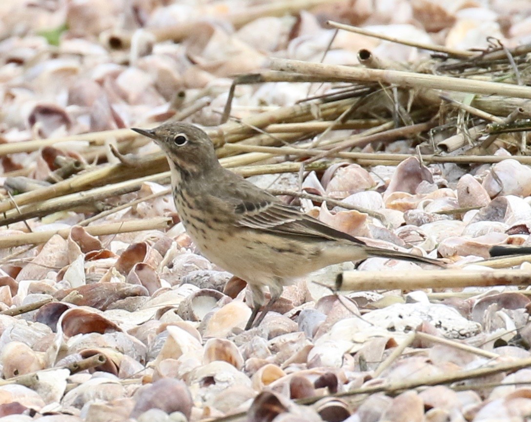 American Pipit - ML619299131