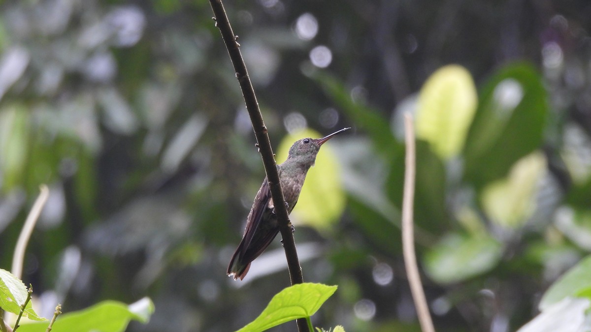 Colibrí de Cuvier - ML619299132