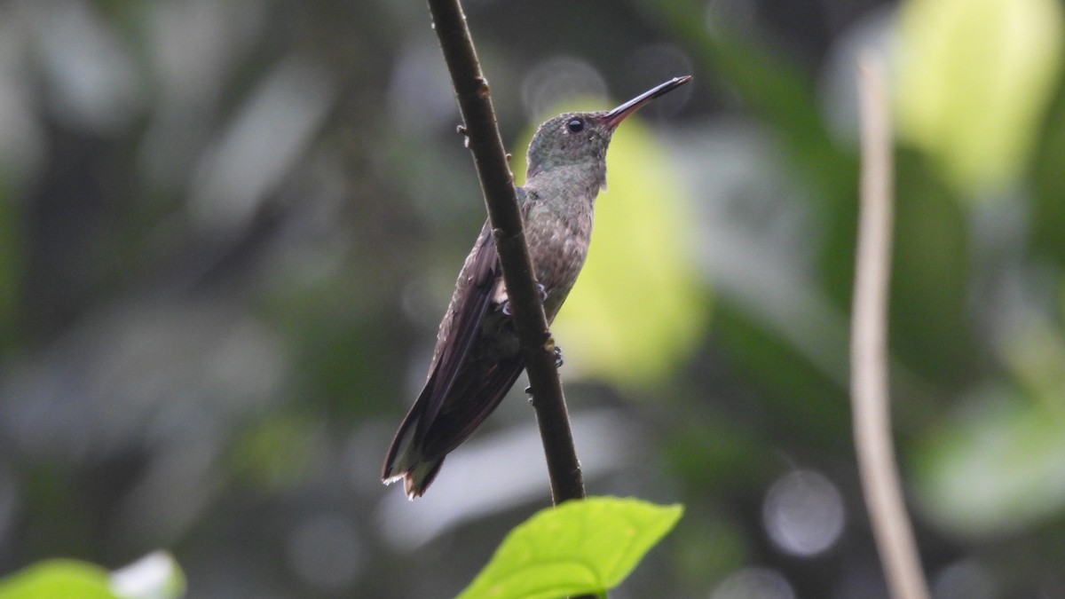 Scaly-breasted Hummingbird - Karen Evans