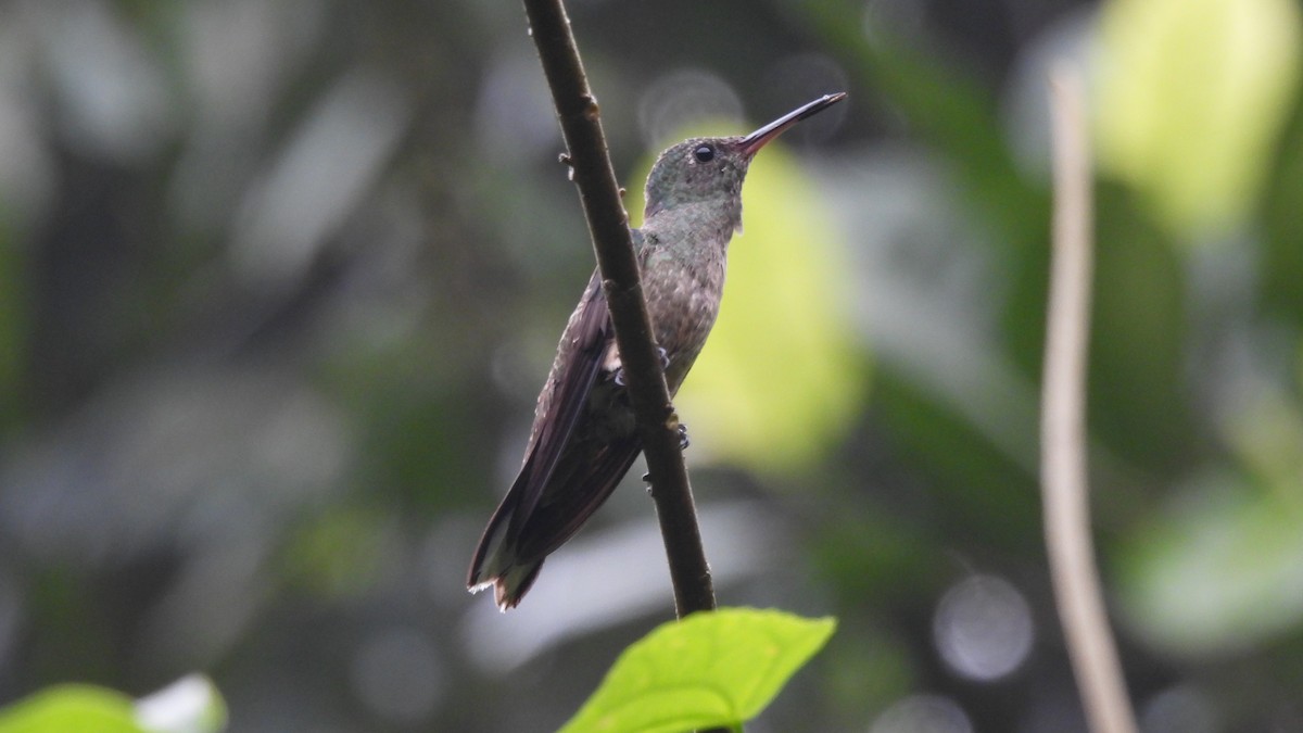 Colibrí de Cuvier - ML619299133