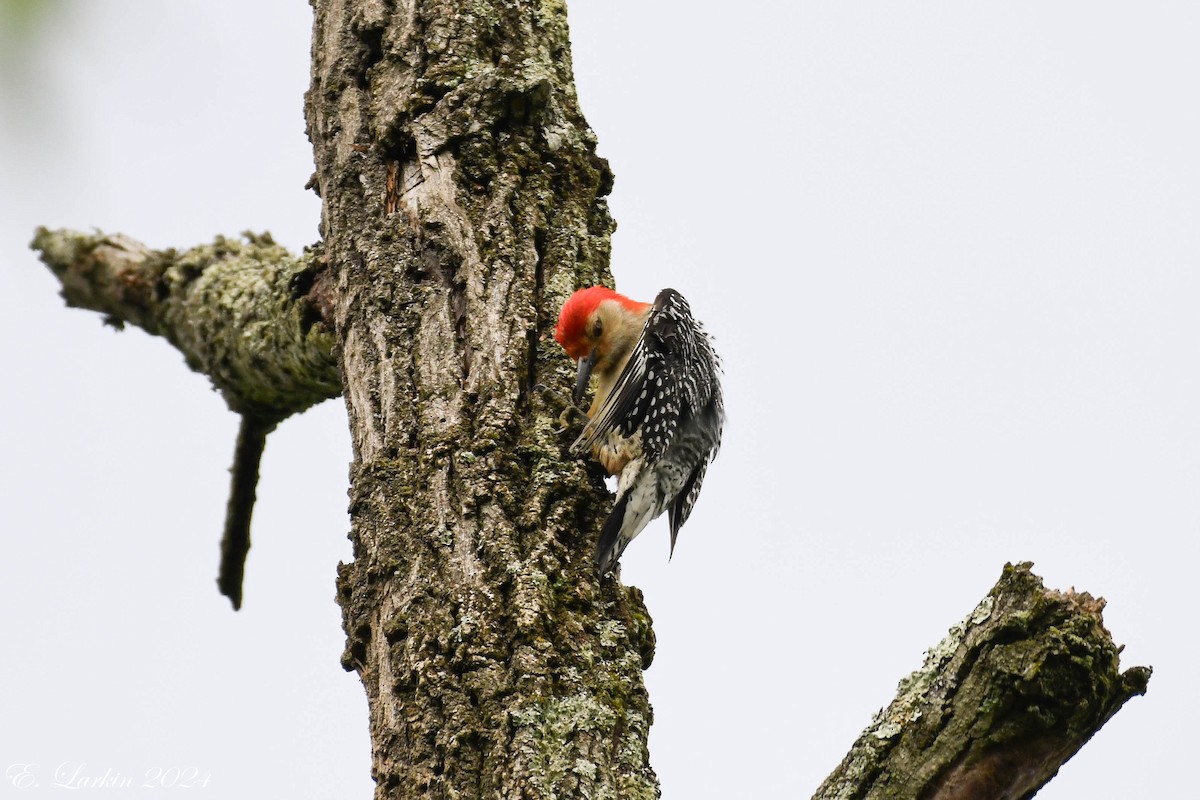 Red-bellied Woodpecker - Emily Larkin