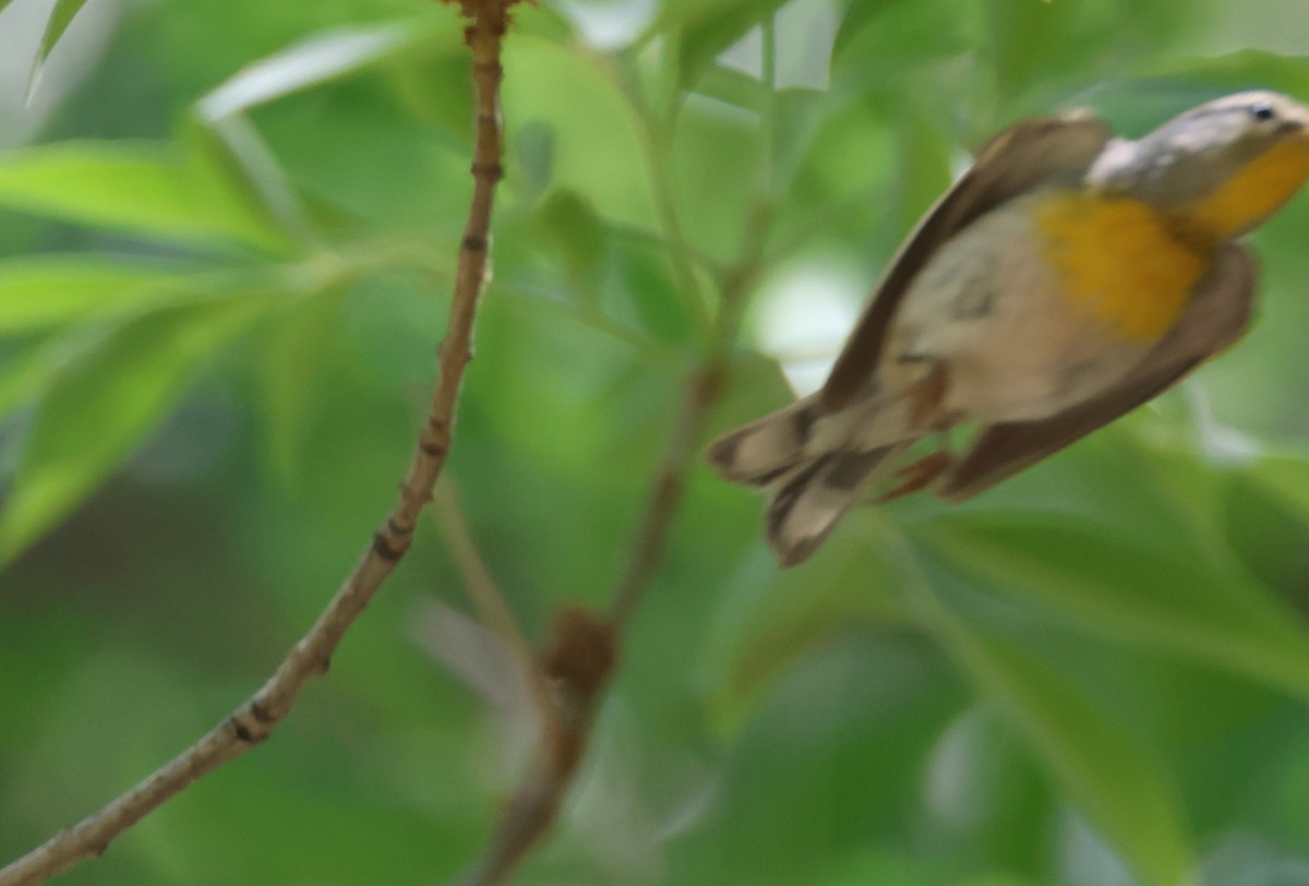 Northern Parula - ML619299150