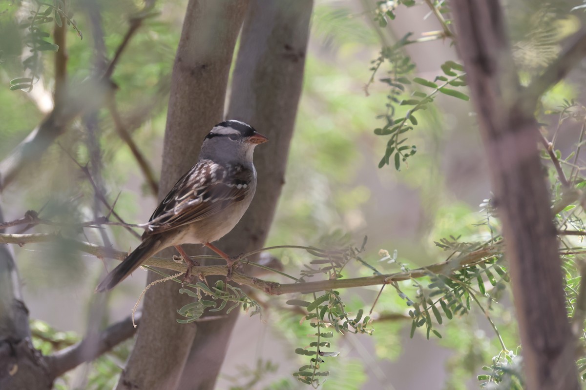 White-crowned Sparrow (Dark-lored) - Tom Forwood JR