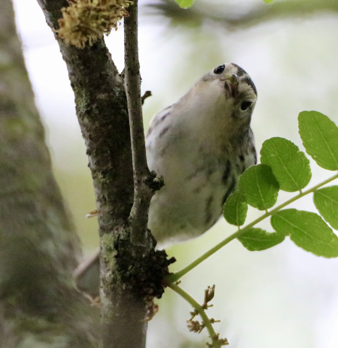 Blackpoll Warbler - Carla Morris