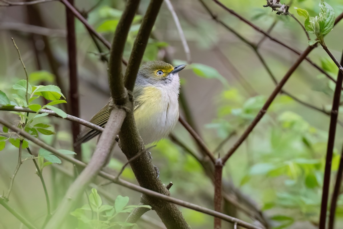 White-eyed Vireo - Adam Jackson