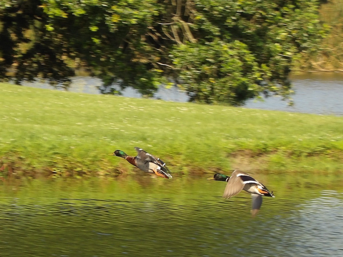 Mallard - Jerhemy Lonzo