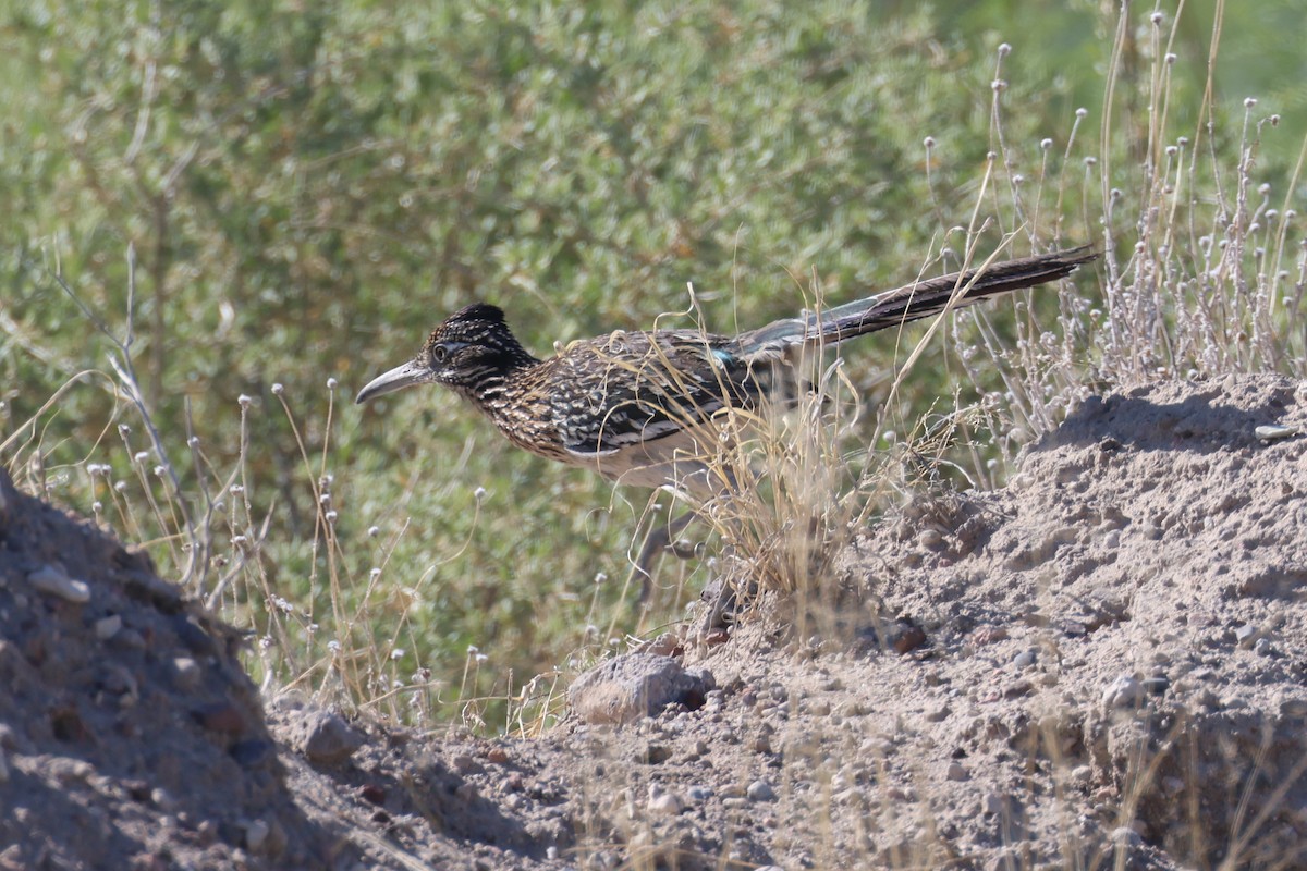 Greater Roadrunner - Tom Forwood JR