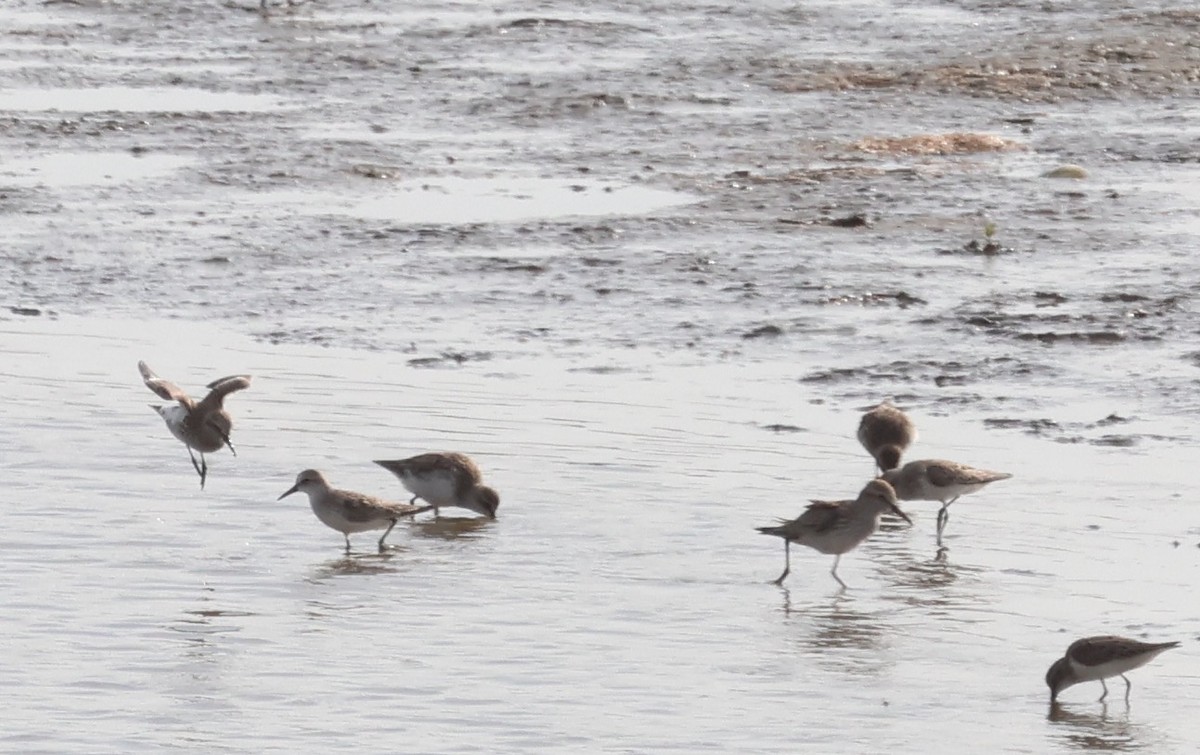 White-rumped Sandpiper - Robert Wallace