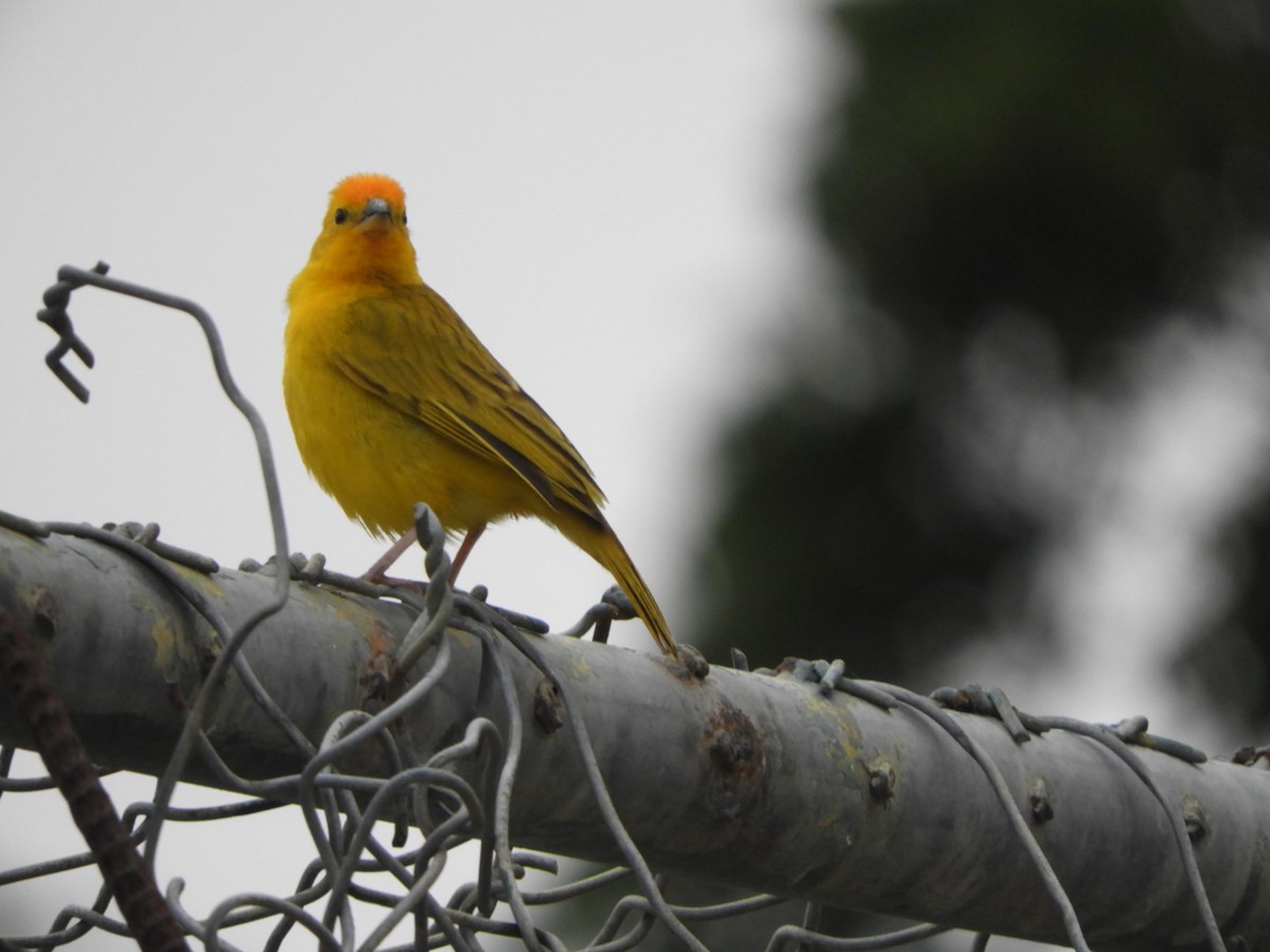 Saffron Finch - Jacob Santos