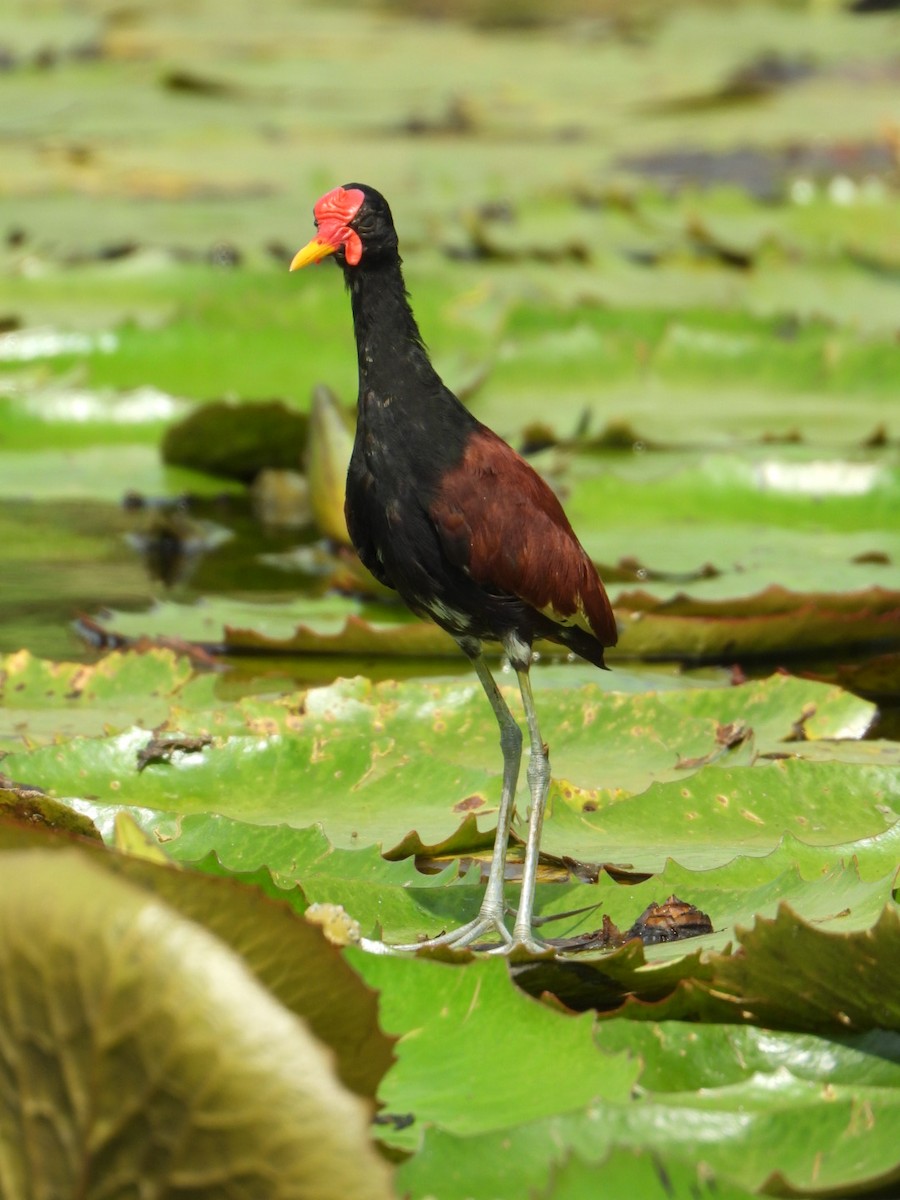 Wattled Jacana - Francisco Contreras @francontreras.80