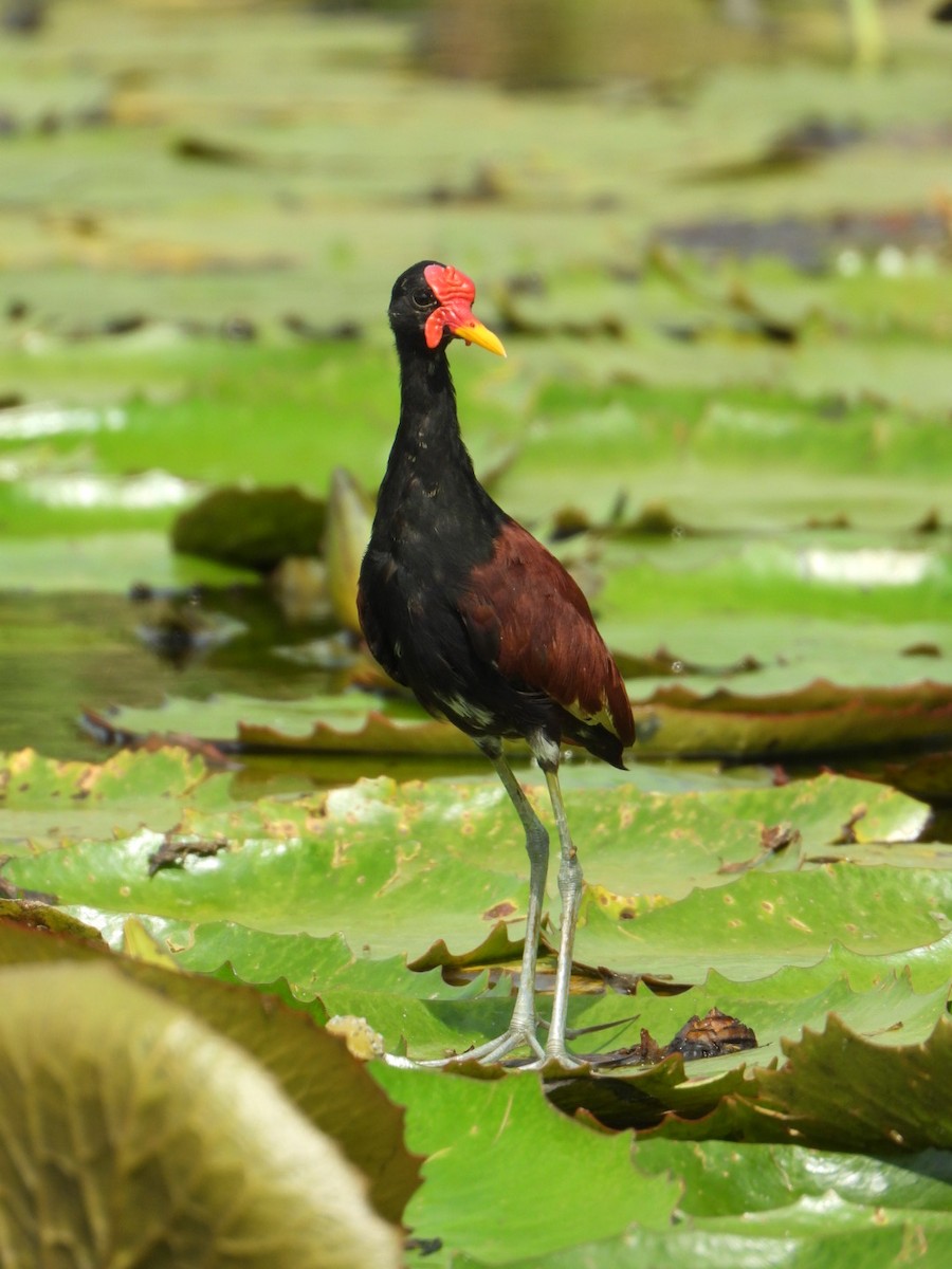 Wattled Jacana - ML619299193