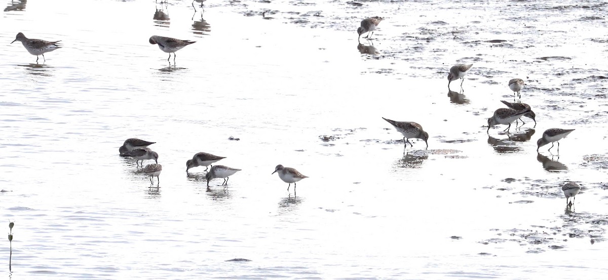 White-rumped Sandpiper - ML619299203