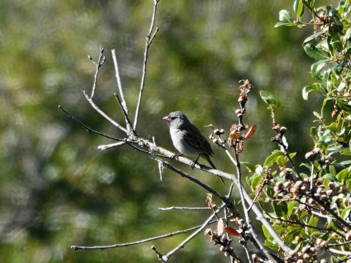 Black-chinned Sparrow - Norman Uyeda