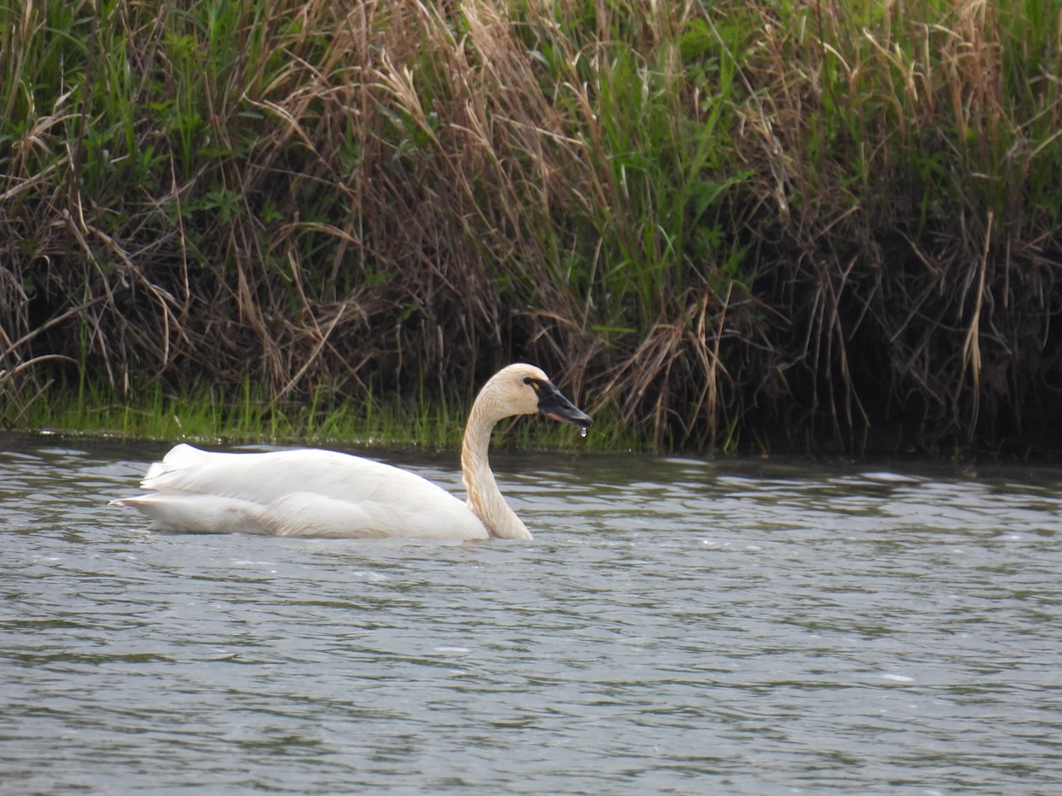 Tundra Swan - Joan K