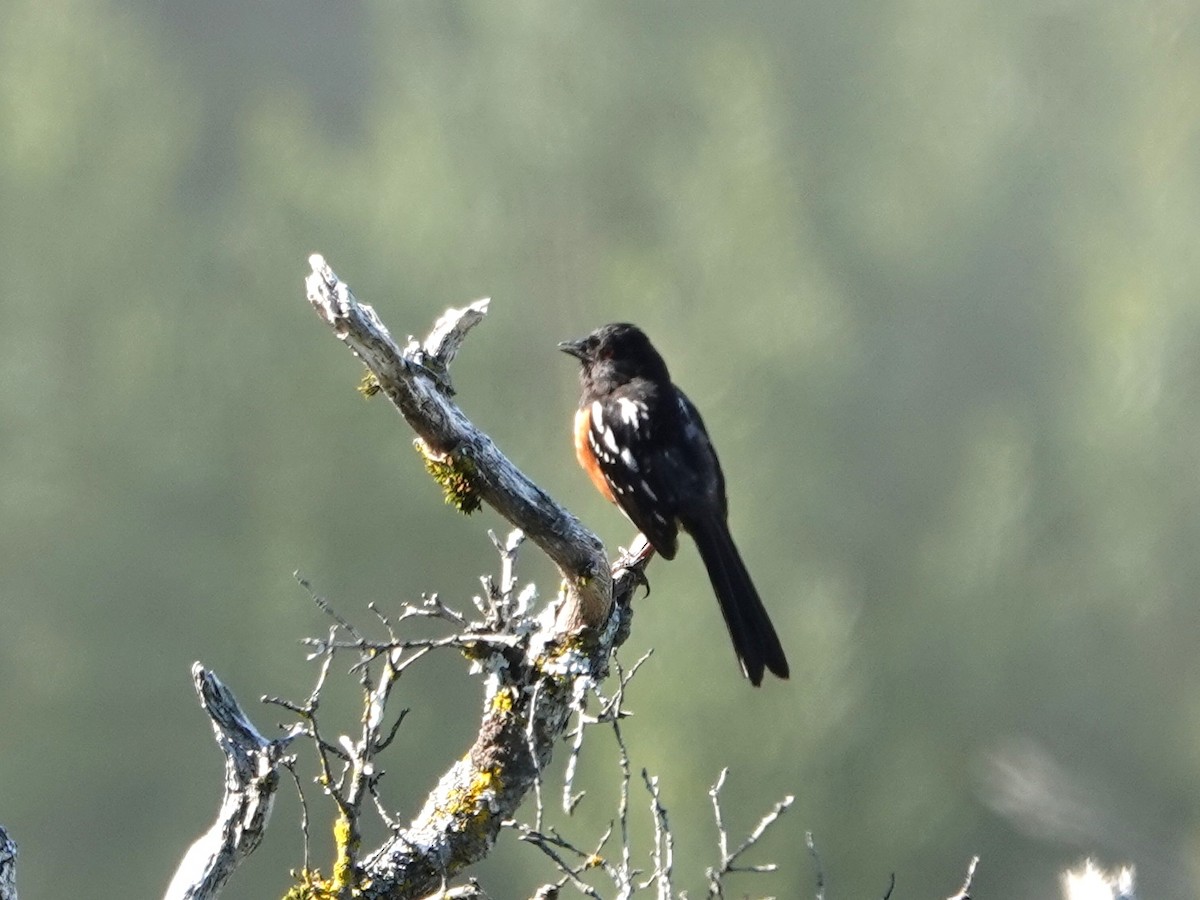 Spotted Towhee - Norman Uyeda