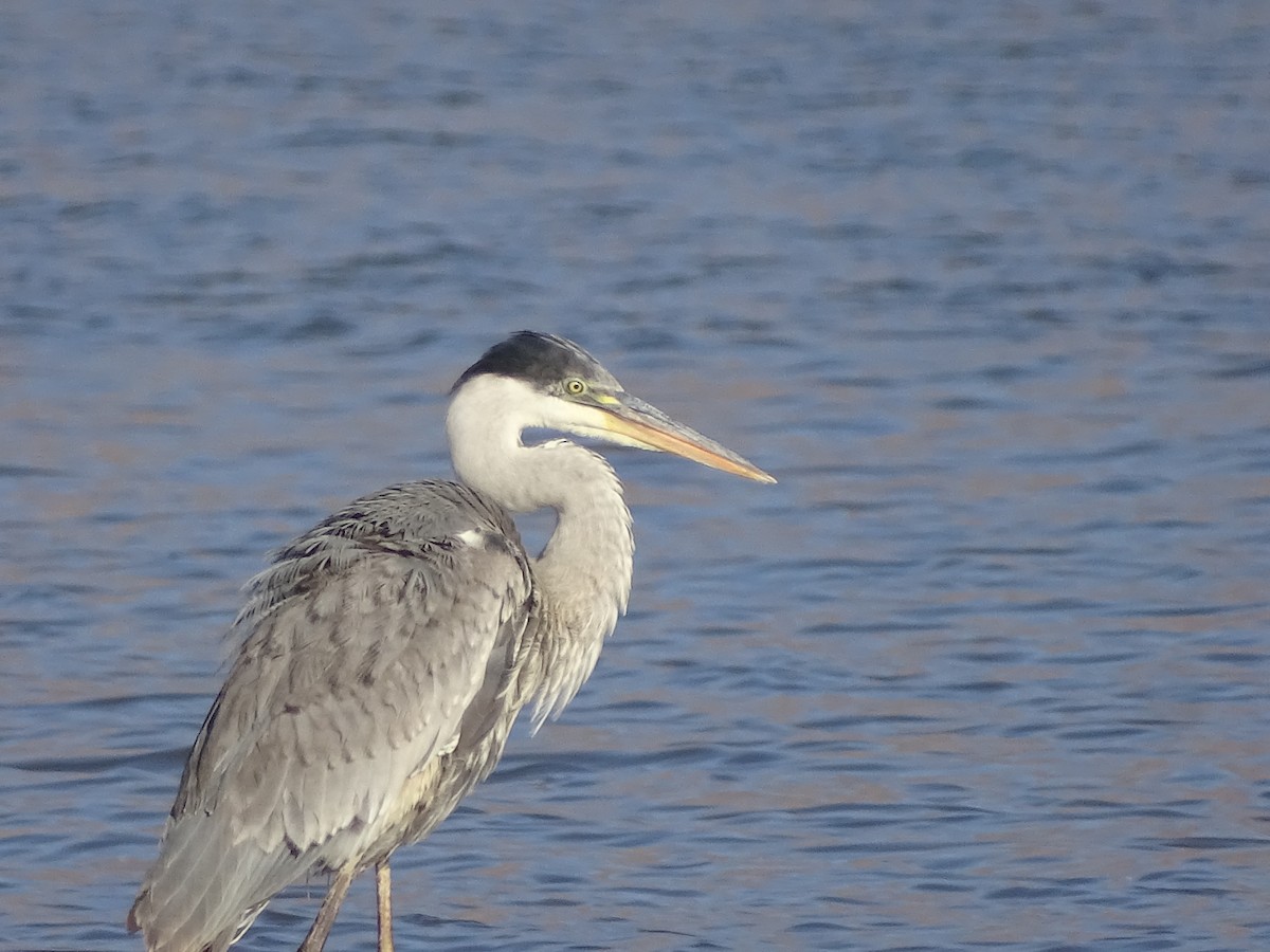 Cocoi Heron - José Ignacio Catalán Ruiz