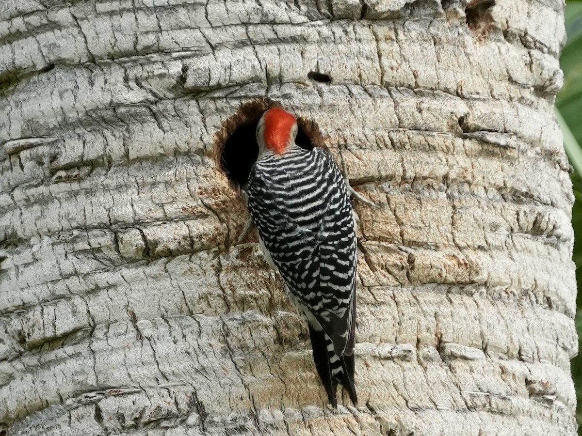 Red-bellied Woodpecker - ML619299236