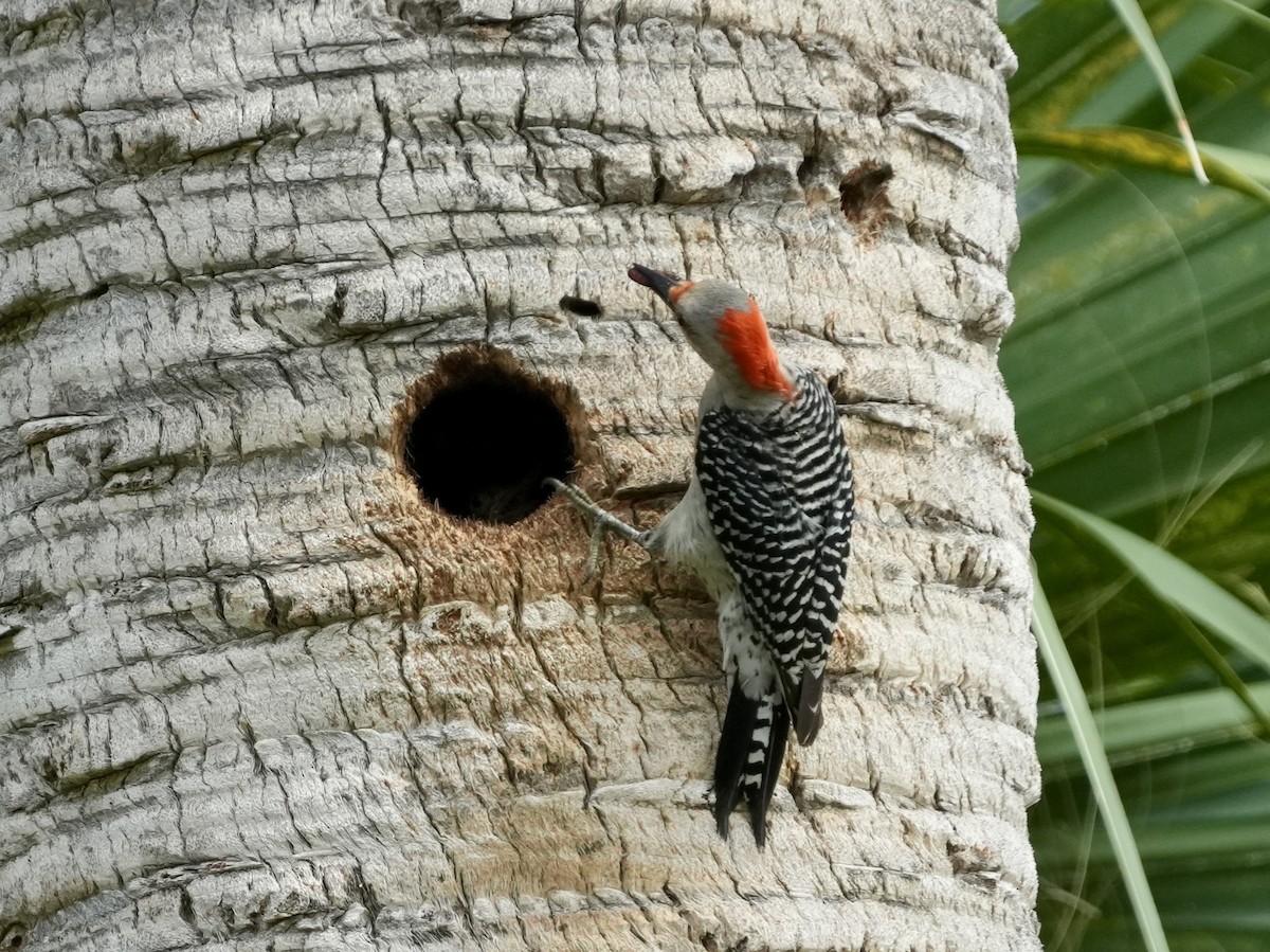 Red-bellied Woodpecker - ML619299238
