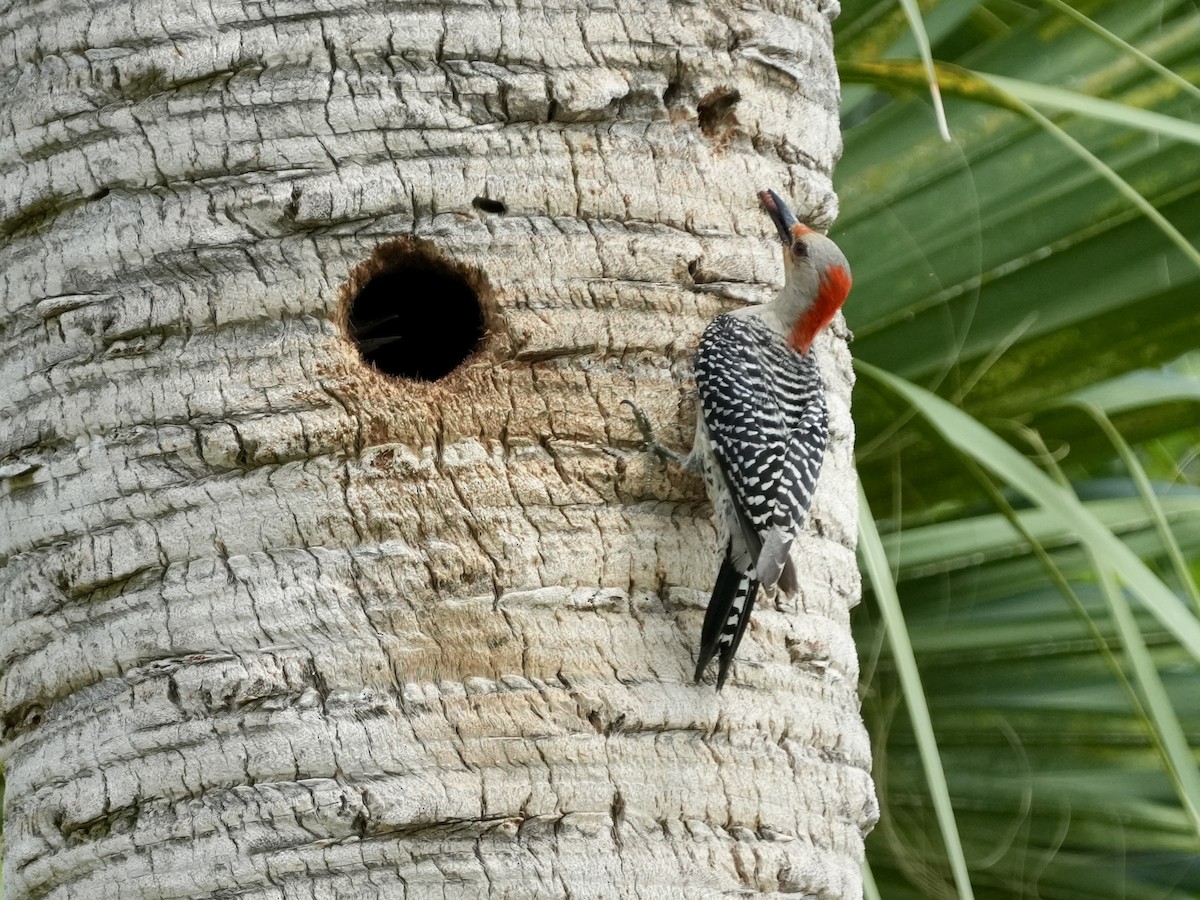 Red-bellied Woodpecker - ML619299239