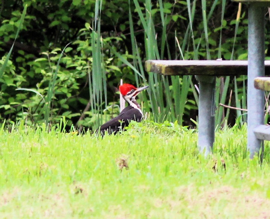 Pileated Woodpecker - Karen Lucas
