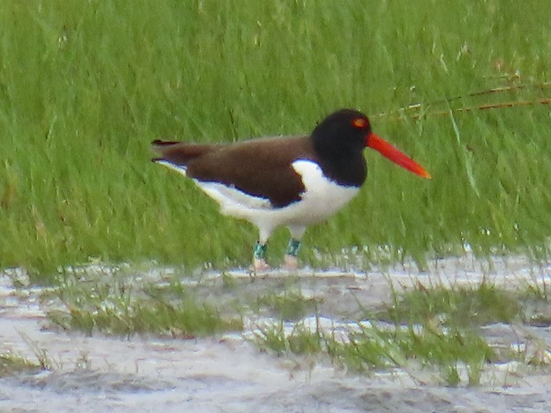 American Oystercatcher - Karen Lebing