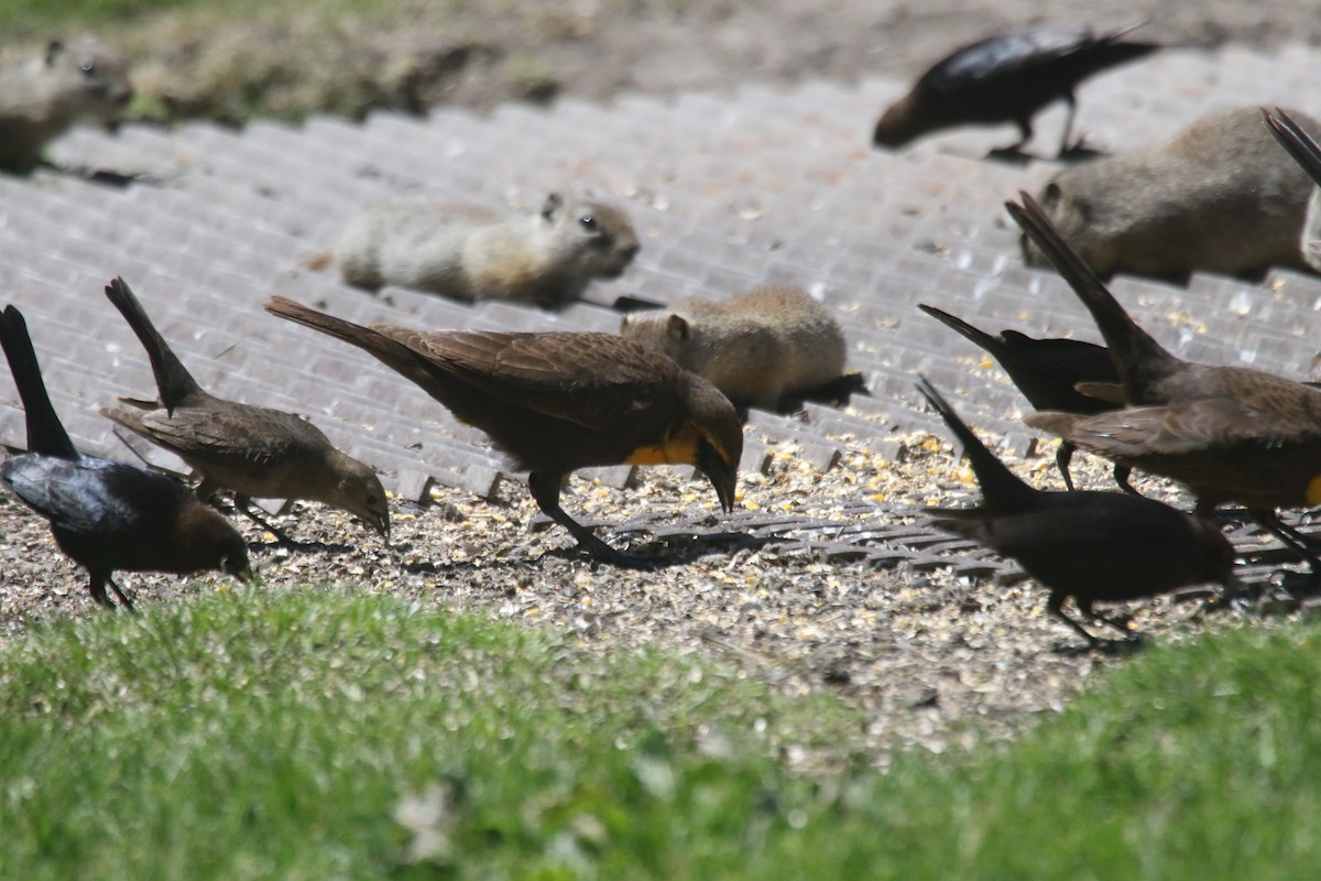 Yellow-headed Blackbird - alan mauer