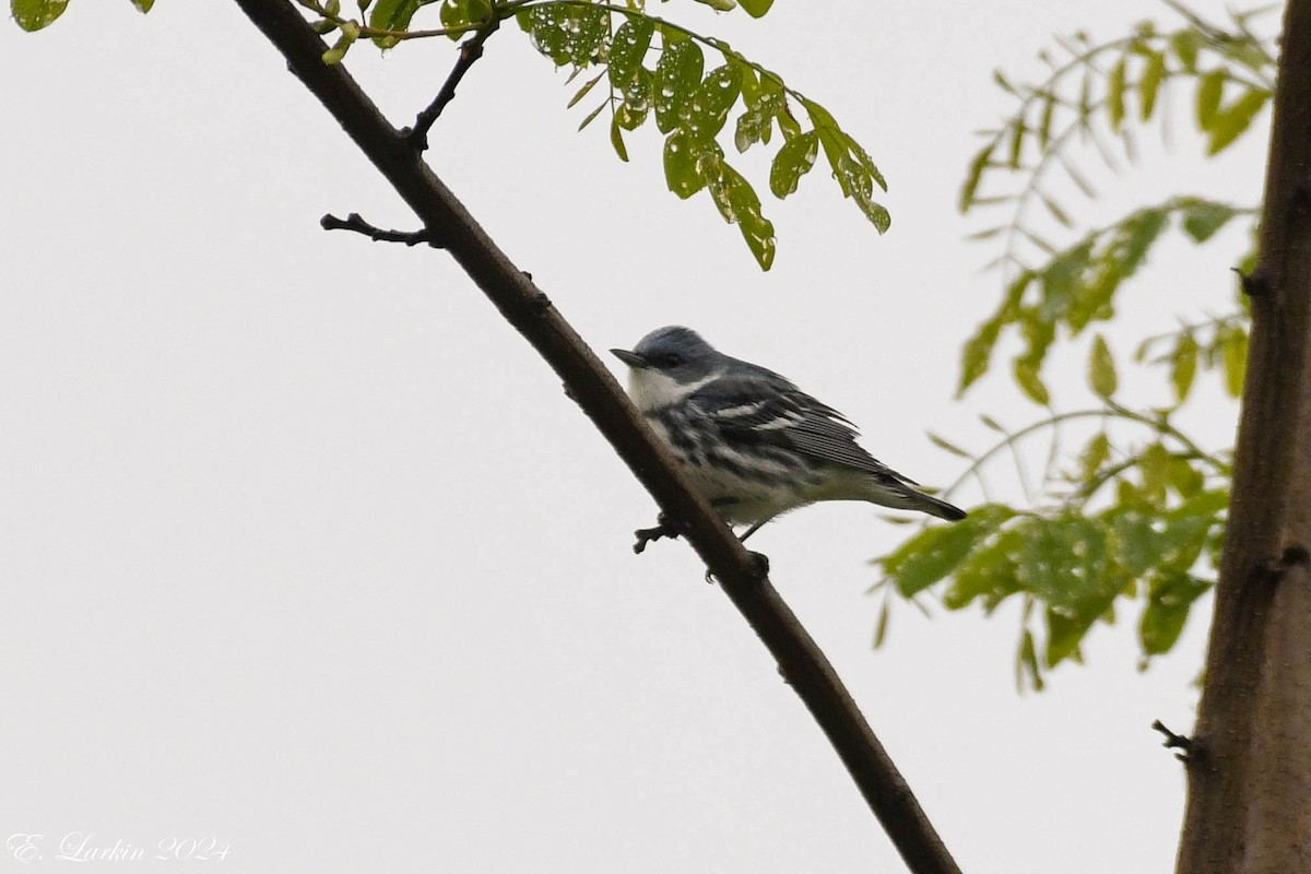 Cerulean Warbler - Emily Larkin