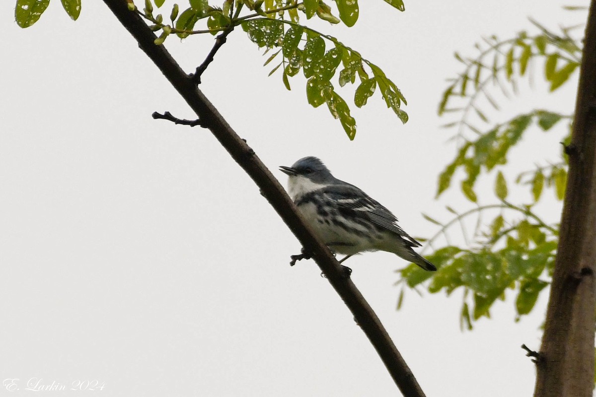 Cerulean Warbler - Emily Larkin